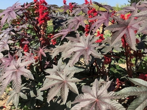 ricinus-communis-fc-ricin-pourpre-feuillage-et-fruits.jpg