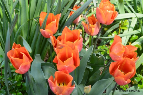 tulipes,Julie,golf,jardin 169.JPG