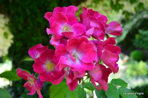 jardin en mai 427.JPG