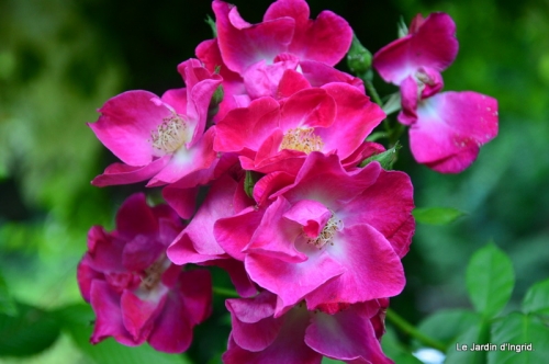 jardin en mai 364.JPG