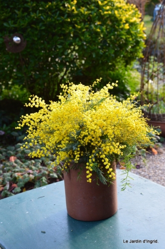 Avec Simone,Castelnault,anniversaire Romane,mimosa ,hamamelis 185.JPG
