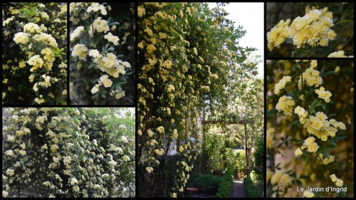 2014-04-18 géraniums,glycine Monpazier,cabane,arums,fleurs sauvages.jpg