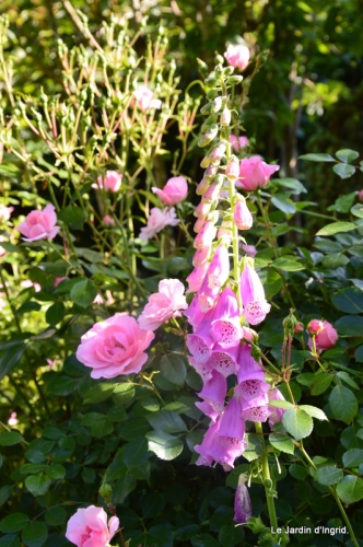 jardin en mai 354.JPG