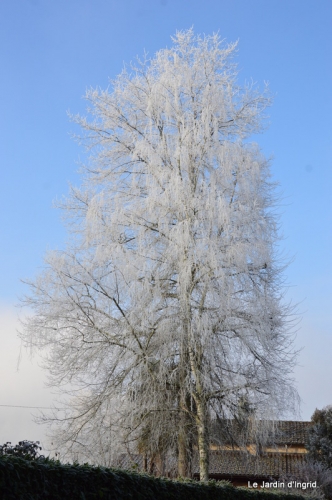 givre,maison,oiseaux 094.JPG