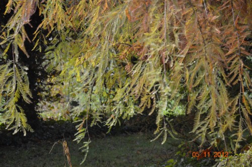 Ciron,feuilles d'automne,safran,taille érable 088.JPG