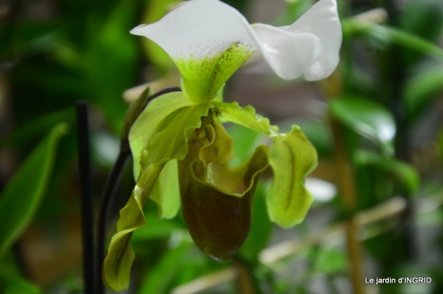Orchidées,Noel jardiland,lever du soleil 036.JPG