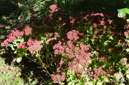 jardin octobre,chez Marylaur,Arnaud ,Ariane,la mer,sauges 179.JPG