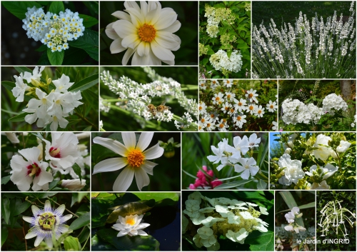 2016-07-04 hémérocalles,cygnes,dahlias,feu d'artifice,jardin,jardinières - Copie.jpg