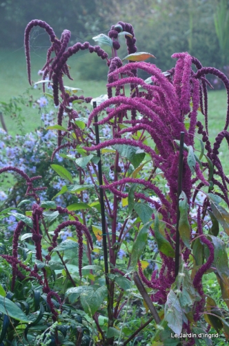 citrouilles,jardin matin et soir 091.JPG