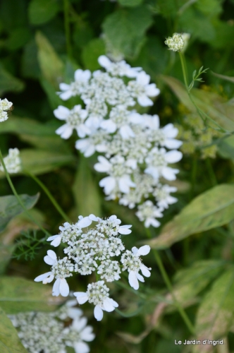 les 6 filles,jardin juin,ragondin 134.JPG
