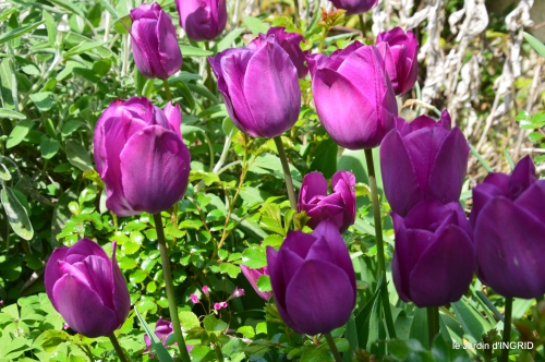 tulipes,Julie,golf,jardin 170.JPG
